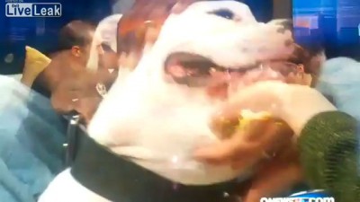 Собака кусает ведущую в прямом эфире!!!!!