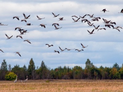 Летят перелетные птицы
