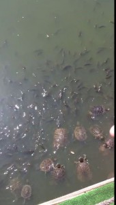 Голодный карась