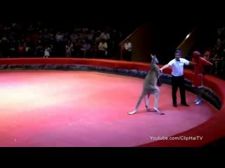 Бой боксера против кенгуру