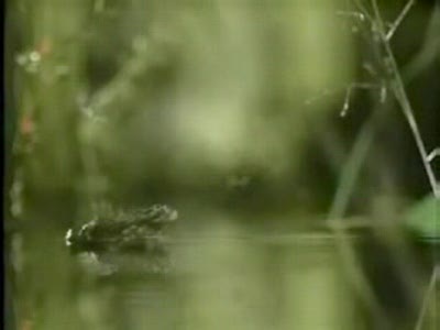 Муха уносит лягушку