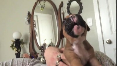 боксер поет