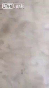 Не стоит взрывать петарды рядом с собакой