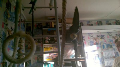 Из жизни попугая Феньки