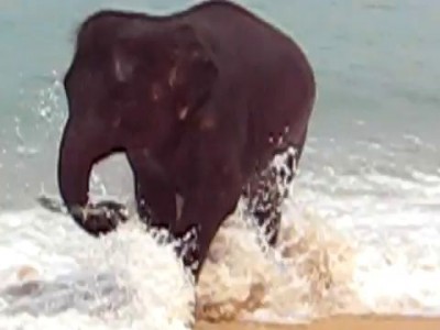 Слонёнок на пляже