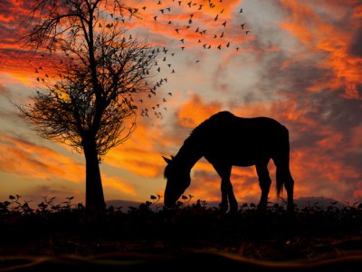 Мечта Цыгана !