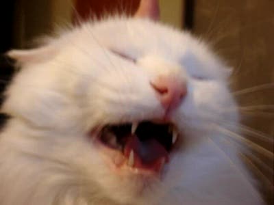 Достала ты меня