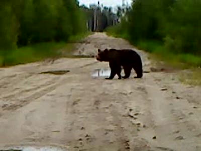 Опять медвежутки..
