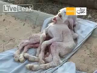 Коза инопланетянин