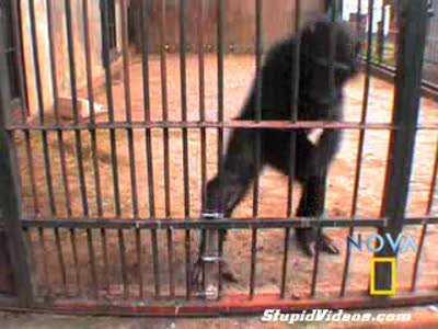  находчивая  шимпанзе 