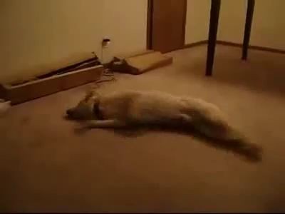 Пёс бегает во сне