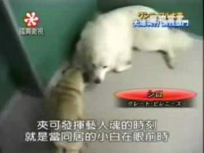 хитрый собачко