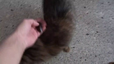 Кошка любит тараканов