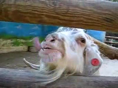 ты что сейчас сказал,козёл!?