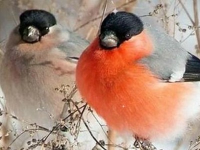 Иванушки INT -Снегири