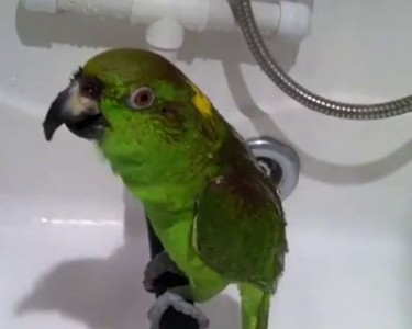 Попугай Микеша исполняет арии.