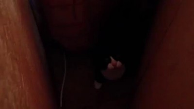 Кот говорит