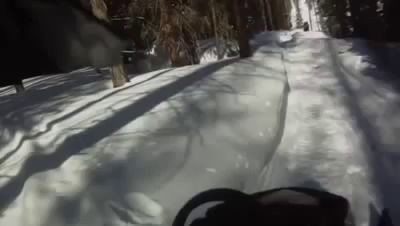 Отбил нападение зверя