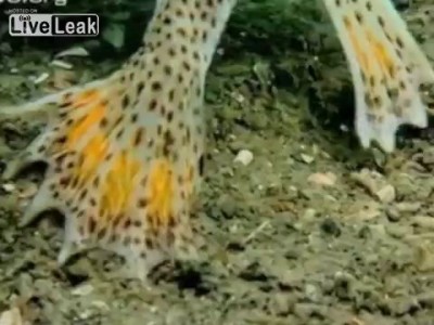 Чудо-юдо рыба кит