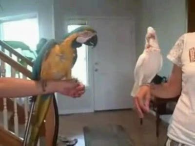 Ватизловь жив