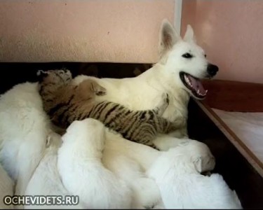 Собака выкармливает тигрят