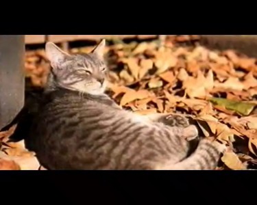 Американский кот