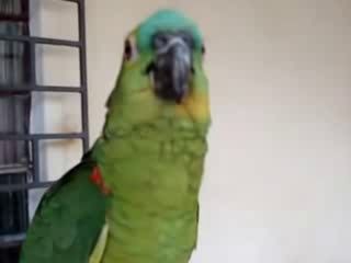 Попугай оперный певец