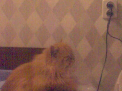 любитель ТВ 