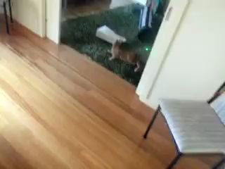 Как играть в боулинг котом