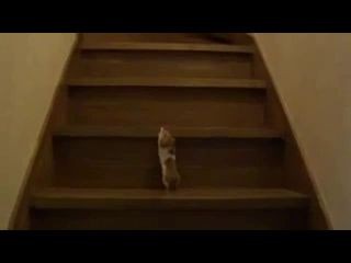 Хомяк и лестница