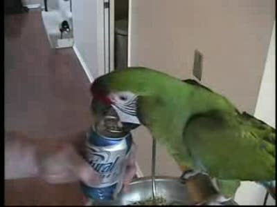 попугай открывашка