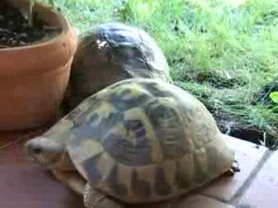 Секс с Черепашкой