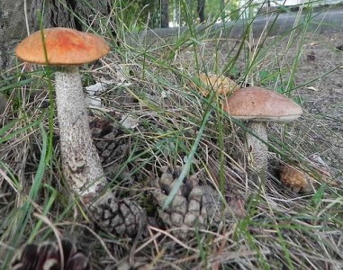 fungi