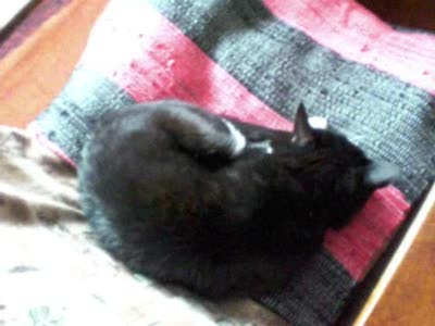 кот. история одного шока