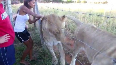 Девушка и котятки