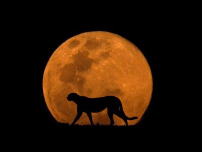 Ночная фантазия !