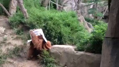 St. Louis ZOO ORANGATANG