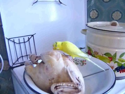 Попугай хавает курицу