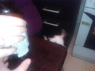 Пёс Кузя и пиво