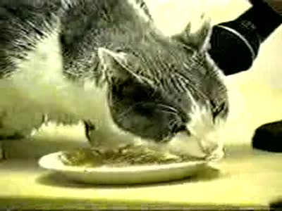 коту очень вкусно