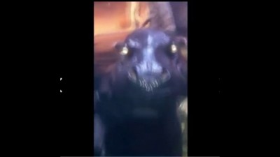 Гиппопотам-сатана!