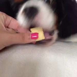 Как заставить собаку проснуться