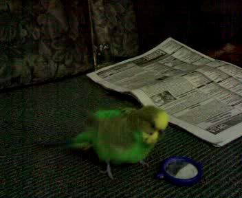 ,,Красота и футбол,,