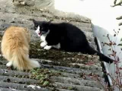 Сердитые коты. Angry cats talking