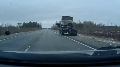 Мишки на севере