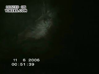 Нечто в лесу