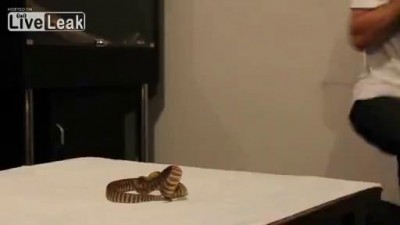 Молодой придурок пытается поцеловать кобру