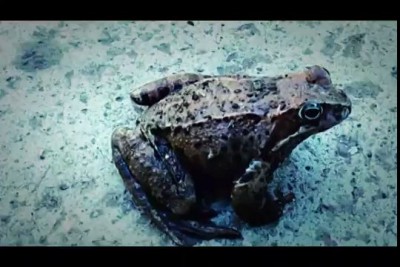 Хаски и лягушка