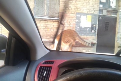 Котэ и дворнеги))