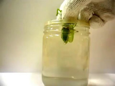 Лечим богомола от глистов